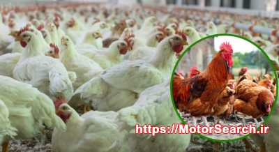 قیمت خرید رطوبت ساز مرغداری - 09190993466